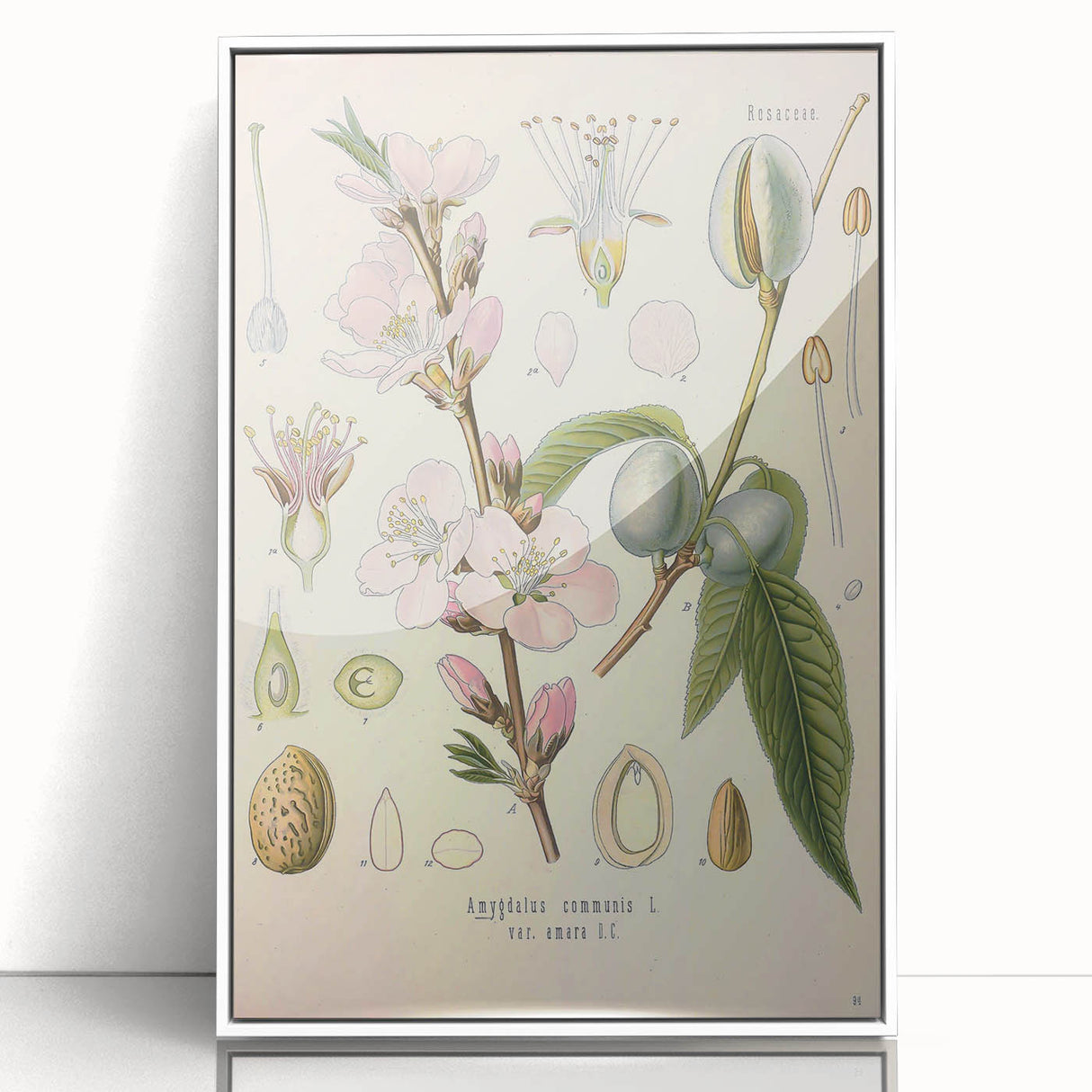 Botanical Art Prints – Vintage Almond Blossom Illustration