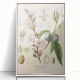 Botanical Art Prints – Vintage Almond Blossom Illustration