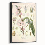 Botanical Art Prints – Vintage Almond Blossom Illustration