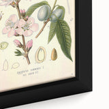 Botanical Art Prints – Vintage Almond Blossom Illustration