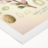 Botanical Art Prints – Vintage Almond Blossom Illustration