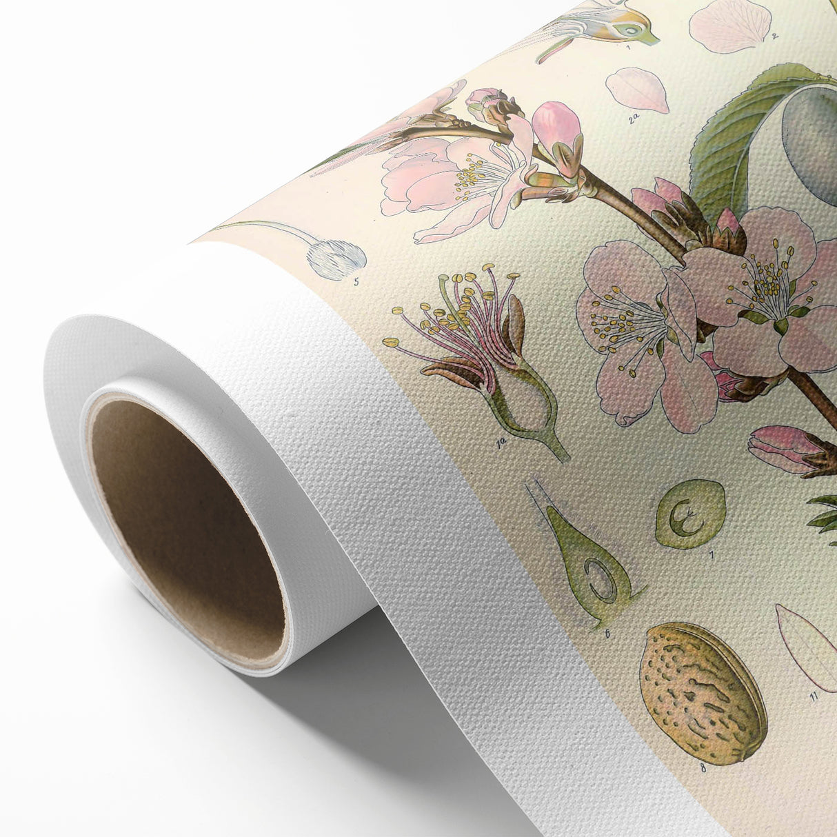 Botanical Art Prints – Vintage Almond Blossom Illustration