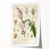 Botanical Art Prints – Vintage Almond Blossom Illustration