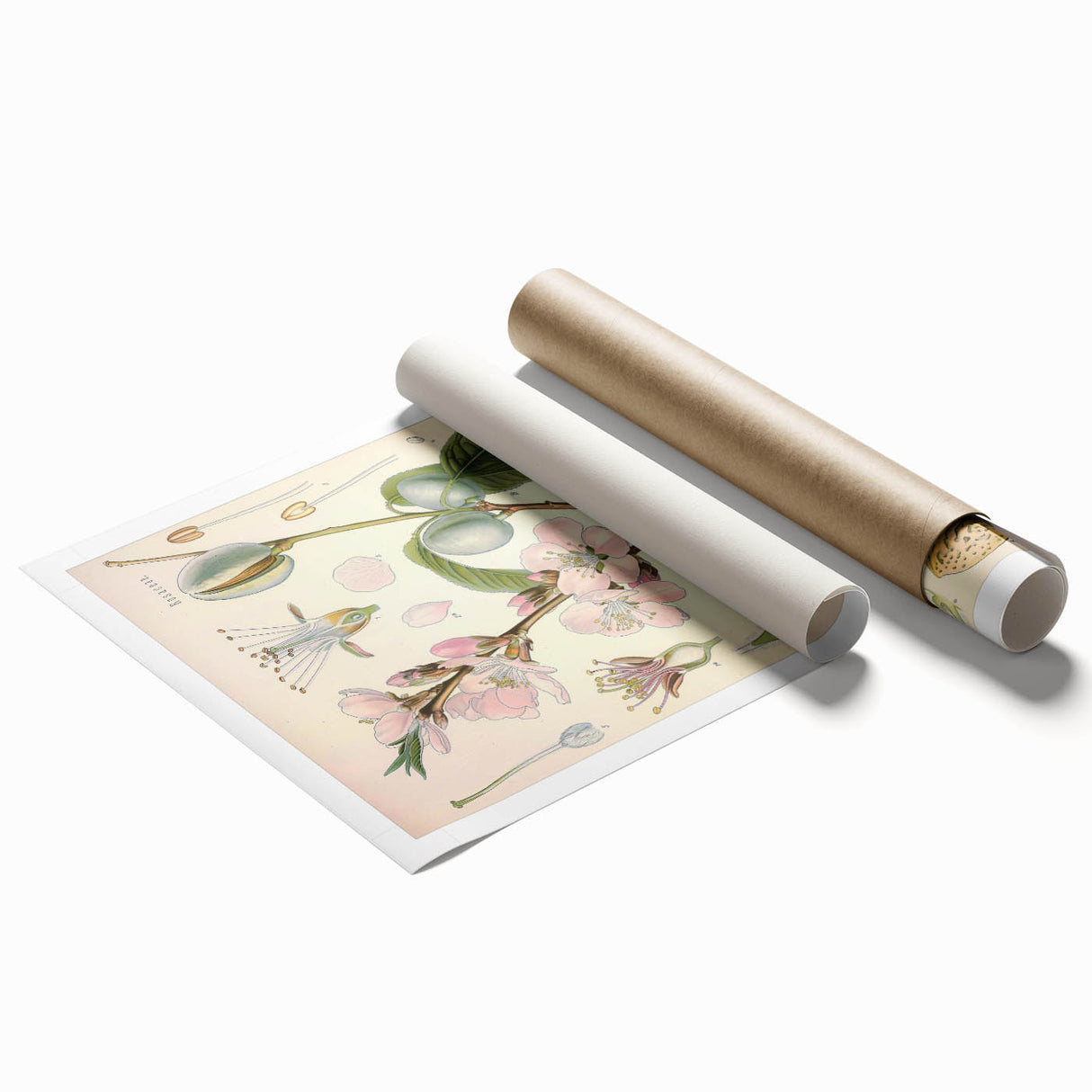 Botanical Art Prints – Vintage Almond Blossom Illustration
