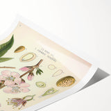 Botanical Art Prints – Vintage Almond Blossom Illustration