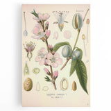 Botanical Art Prints – Vintage Almond Blossom Illustration