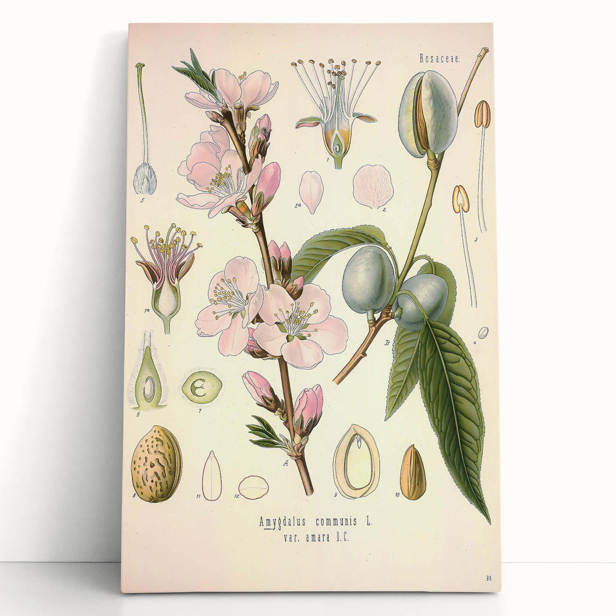 Botanical Art Prints – Vintage Almond Blossom Illustration