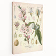 Botanical Art Prints – Vintage Almond Blossom Illustration