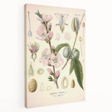 Botanical Art Prints – Vintage Almond Blossom Illustration