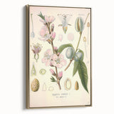 Botanical Art Prints – Vintage Almond Blossom Illustration
