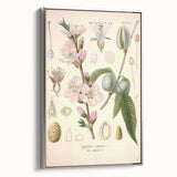 Botanical Art Prints – Vintage Almond Blossom Illustration