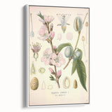 Botanical Art Prints – Vintage Almond Blossom Illustration