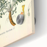 Vintage Botanical Illustration of Pyrethrum – Botanical Art