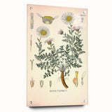 Vintage Botanical Illustration of Pyrethrum – Botanical Art