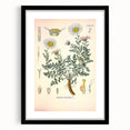 Vintage Botanical Illustration of Pyrethrum – Botanical Art