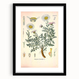 Vintage Botanical Illustration of Pyrethrum – Botanical Art