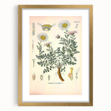 Vintage Botanical Illustration of Pyrethrum – Botanical Art