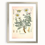 Vintage Botanical Illustration of Pyrethrum – Botanical Art