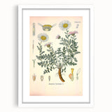 Vintage Botanical Illustration of Pyrethrum – Botanical Art