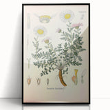 Vintage Botanical Illustration of Pyrethrum – Botanical Art