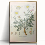 Vintage Botanical Illustration of Pyrethrum – Botanical Art