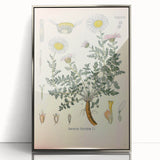 Vintage Botanical Illustration of Pyrethrum – Botanical Art