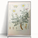 Vintage Botanical Illustration of Pyrethrum – Botanical Art