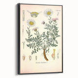 Vintage Botanical Illustration of Pyrethrum – Botanical Art