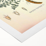 Vintage Botanical Illustration of Pyrethrum – Botanical Art