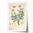 Vintage Botanical Illustration of Pyrethrum – Botanical Art