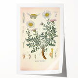 Vintage Botanical Illustration of Pyrethrum – Botanical Art