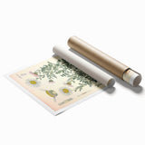 Vintage Botanical Illustration of Pyrethrum – Botanical Art