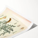 Vintage Botanical Illustration of Pyrethrum – Botanical Art