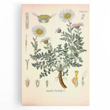 Vintage Botanical Illustration of Pyrethrum – Botanical Art