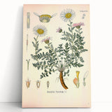 Vintage Botanical Illustration of Pyrethrum – Botanical Art