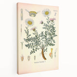 Vintage Botanical Illustration of Pyrethrum – Botanical Art
