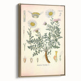 Vintage Botanical Illustration of Pyrethrum – Botanical Art