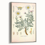 Vintage Botanical Illustration of Pyrethrum – Botanical Art