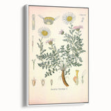 Vintage Botanical Illustration of Pyrethrum – Botanical Art
