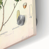 Botanical Art Prints – Vintage Angelica Herb Illustration