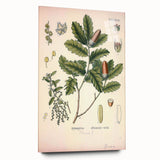Botanical Art Prints – Vintage Angelica Herb Illustration