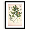 Botanical Art Prints – Vintage Angelica Herb Illustration