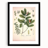 Botanical Art Prints – Vintage Angelica Herb Illustration
