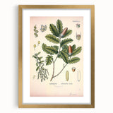 Botanical Art Prints – Vintage Angelica Herb Illustration