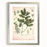 Botanical Art Prints – Vintage Angelica Herb Illustration