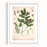Botanical Art Prints – Vintage Angelica Herb Illustration