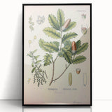 Botanical Art Prints – Vintage Angelica Herb Illustration