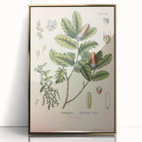 Botanical Art Prints – Vintage Angelica Herb Illustration