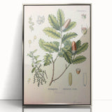 Botanical Art Prints – Vintage Angelica Herb Illustration