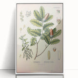 Botanical Art Prints – Vintage Angelica Herb Illustration